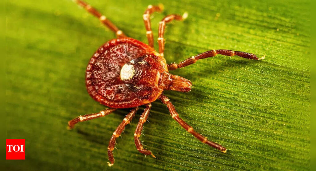 Una sola picadura de este insecto puede hacerte alérgico a la carne por el resto de tu vida.